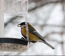 Как помочь птицам пережить зиму?