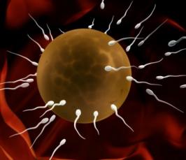 Как зарождается новая жизнь или зачатие на клеточном уровне