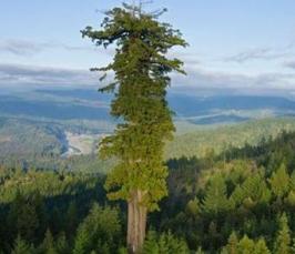 Какое дерево самое высокое в мире?