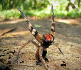 Самый ядовитый паук в мире 