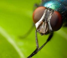 Зачем муха потирает лапки? 