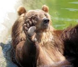 Правда ли, что медведь неуклюжий и косолапый?