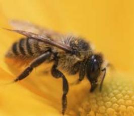 В чем польза пчел?