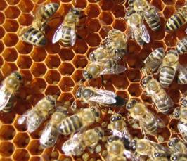 Зачем пчелам нужен мед? 