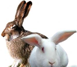 Чем кролики отличаются от зайцев?