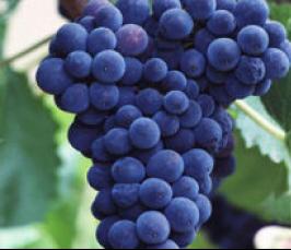 Выгодно ли выращивать виноград?