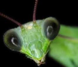 Как видят насекомые?