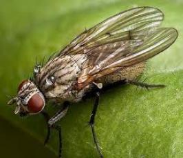 Почему мухи к осени "звереют"?