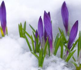 Почему растения под снегом не замерзают?