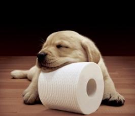 Как приучить собаку к туалету?