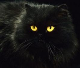 Почему у кошки глаза светятся в темноте?