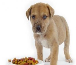 Почему  здоровая собака отказывается от еды?