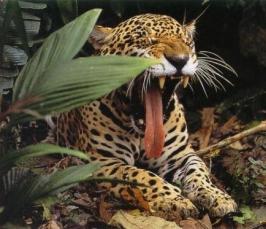 Почему животные зевают?
