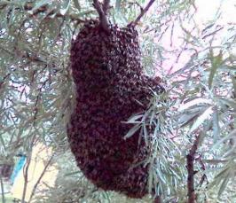 Почему  пчёлы покидают улей полный мёда и расплода?