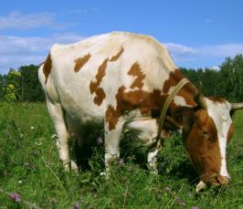 Выгодно ли заниматься молочным животноводством в регионах Сибири?