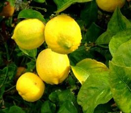 Как формировать крону лимона