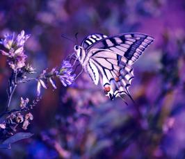 Почему бабочка считается символом красоты?