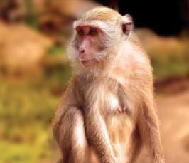 Поедем на обезьяний пир в Индию?