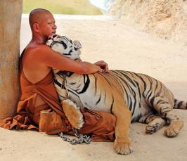 Тигры живут в храме. Едем в Таиланд в Храм тигров.