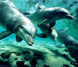 Что мы знаем о дельфинах?