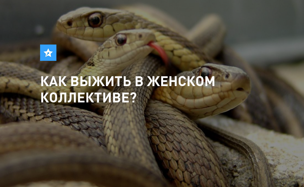 Картинки женский коллектив змеи картинки